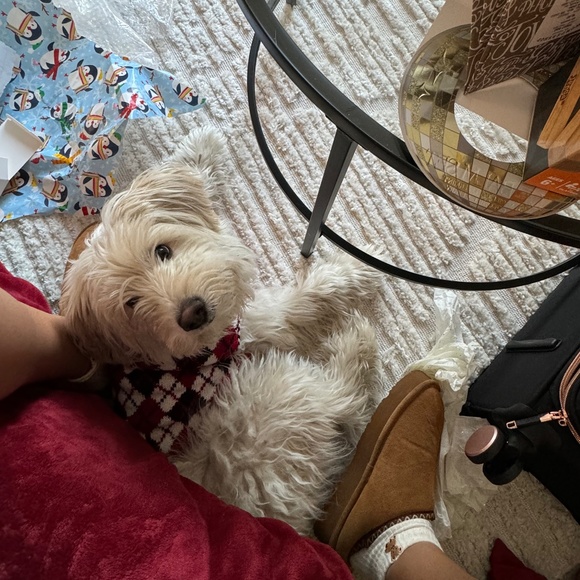 Meet your Posher, Posh - Picture 1 of 1